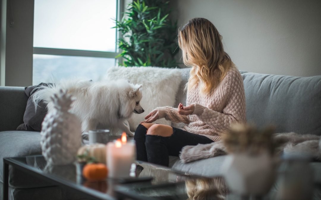 4 Must-have Pet Products Online – that won’t compromise your home’s aesthetic